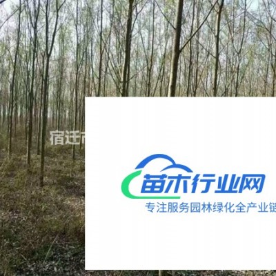 紫葉李價格_紫葉李圖片_紫葉李產地_紫葉李綠化苗木苗圃基地