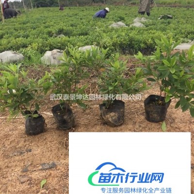 【更新價格】毛鵑杜鵑綠化工程色塊大杯小苗圖片規(guī)格行情批發(fā)報(bào)..