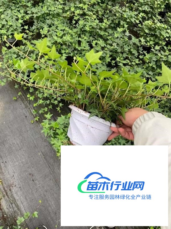 常春藤盆栽好養(yǎng)植物室內(nèi)垂吊蘭長春藤吸甲醛水培爬藤掛常青藤綠植