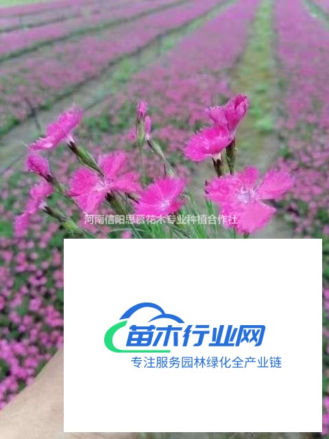 河南信陽息縣包信鎮(zhèn)思慕花木基地大量供應：歐石竹精品小杯苗，1..