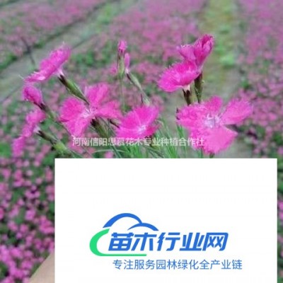 河南信陽息縣包信鎮(zhèn)思慕花木基地大量供應：歐石竹精品小杯苗，1..