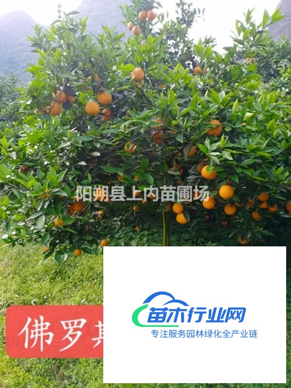 橙子苗佛羅斯特夏橙苗柑橘苗果樹苗