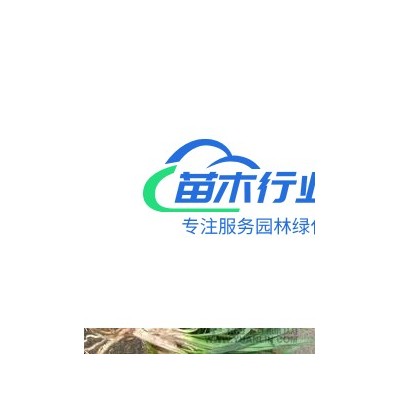 江蘇[產(chǎn)品]/江蘇貼梗海棠 貼梗海棠基地價(jià)格/報(bào)價(jià)