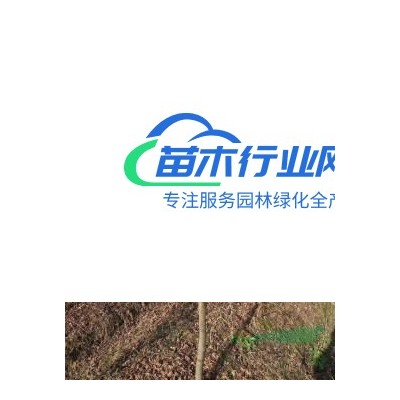 江蘇大葉黃楊球基地小葉黃楊球批發(fā)扶芳藤球基地衛(wèi)矛球