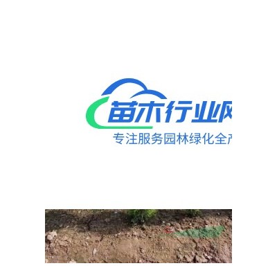 江蘇玉蘭基地廣玉蘭基地紫玉蘭價(jià)格白玉蘭基地二喬玉蘭