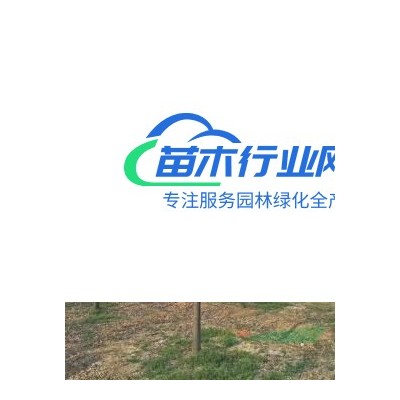 供有大規(guī)格雞爪槭20公分22/23有30支