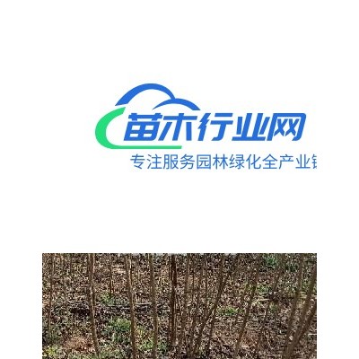 大量供應(yīng)7——11山貨杜仲