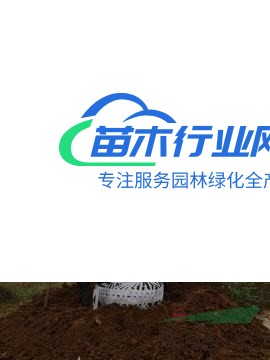 大量樸樹、香樟、黃連木常年供應(yīng)