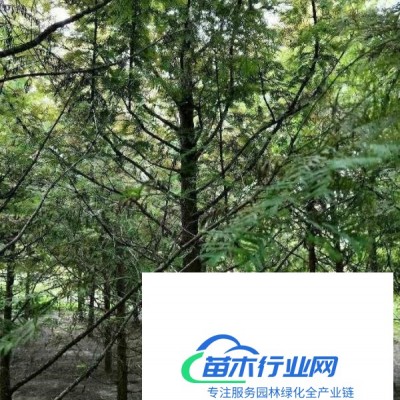 供應(yīng)欒樹5一20公分18元 江蘇省鹽城市東臺市新街鎮(zhèn)宇輝苗木