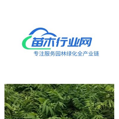 江西叢生黃連木供應(yīng)，多桿黃連木批發(fā)每桿6-15公分，冠幅漂亮樹(shù)形優(yōu)美價(jià)格便宜山貨。