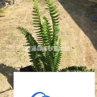 福建臺灣欒樹 移植苗地苗規(guī)格*大量供應(yīng)