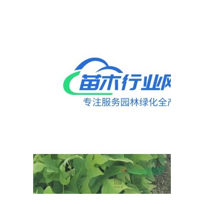 江西欒樹 九江欒樹 九江黃山欒樹行情 華中欒樹價格 欒樹批發(fā)