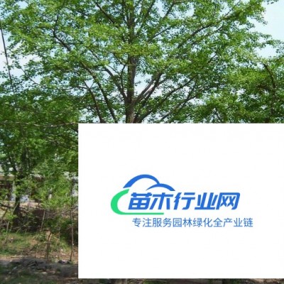 江西苗園林綠化欒樹圖片\江西苗園林綠化欒樹報價