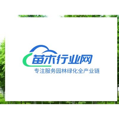 欒樹 江西欒樹種苗基地 欒樹價格優(yōu)惠