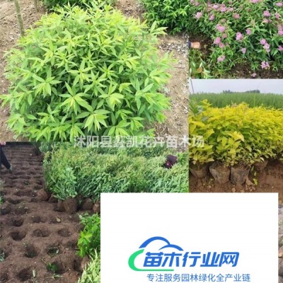 4公分木槿種植價格5紅楓木槿裝車價格