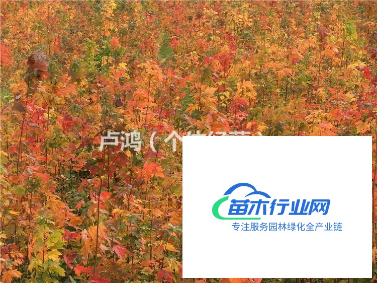 大量出售美國(guó)紅楓地徑1-6公分！