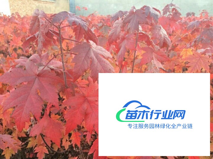 2015年美國紅點(diǎn)紅楓春季小苗