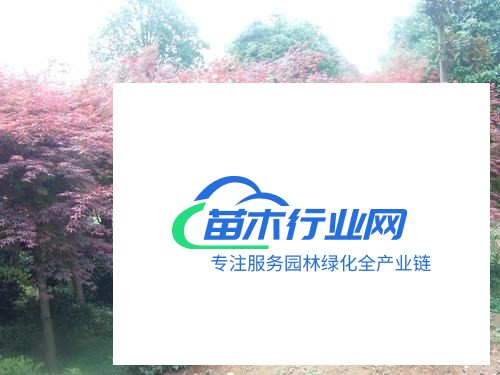 大量供應八公分以上各種規(guī)格嫁接紅楓