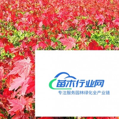 北美紅楓夕陽(yáng)紅