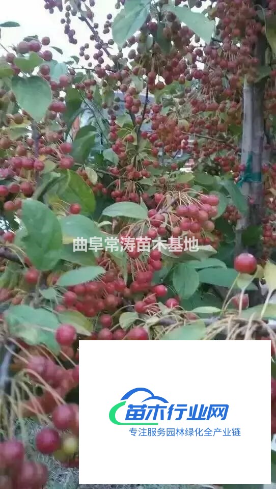 美國紅楓