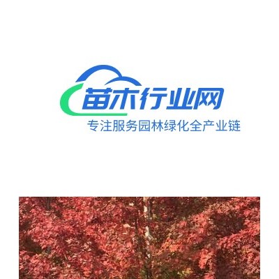 美國紅楓10公分起出售