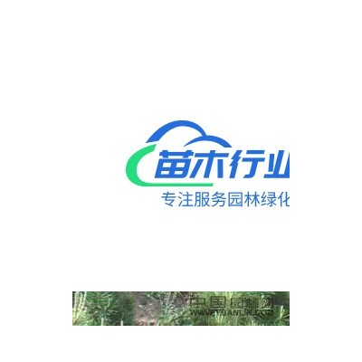 出售山西運(yùn)城國槐樹、金枝國槐、30-50公分國槐樹、價(jià)格實(shí)在