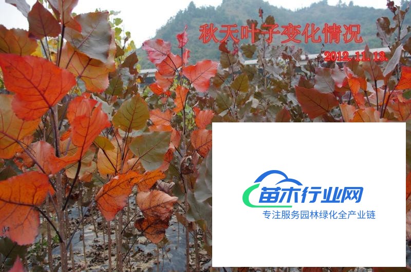 全紅楊 中紅楊 紫紅楊 紅楊 紅葉楊 紫葉楊 二代楊 一代楊