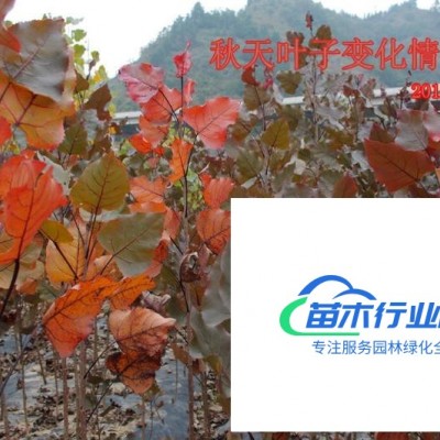 全紅楊 中紅楊 紫紅楊 紅楊 紅葉楊 紫葉楊 二代楊 一代楊