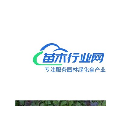 木槿、灑金柏、冬青、衛(wèi)矛小苗、扶芳藤小苗、海棠小苗、法國冬青