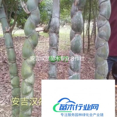 櫸樹/安吉櫸樹/湖州櫸樹/櫸樹價格/10公分櫸樹價格