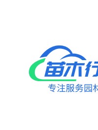 安徽合肥供紫葉李、桂花、烏桕、女貞、三角楓、枇杷、櫸樹、石楠