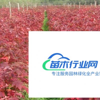 江蘇常年供應規(guī)格2公分~8公分紅葉楊