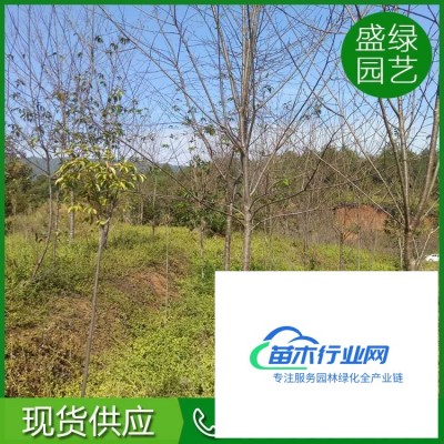 黃花槐基地 金枝槐黃金槐行道樹(shù) 園林綠化黃花槐 黃花槐批發(fā)