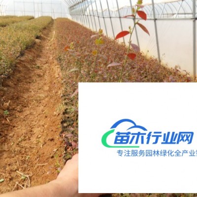 江蘇雞爪槭價格|雞爪槭供應商|雞爪槭種植基地