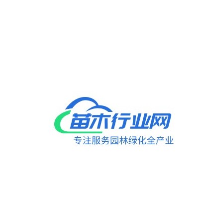 櫸樹小苗價格行情/櫸樹價格信息