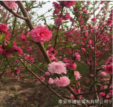 廠家基地現挖碧桃綠化苗 花色好規(guī)格多樣綠化鴛鴦碧桃樹苗