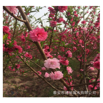 廠家基地現(xiàn)挖碧桃綠化苗 花色好規(guī)格多樣綠化鴛鴦碧桃樹苗