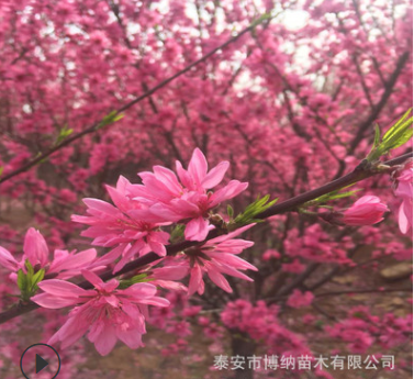 山東廠家基地現挖園林綠化碧桃樹苗規(guī)格多樣現貨供應菊花碧桃樹苗