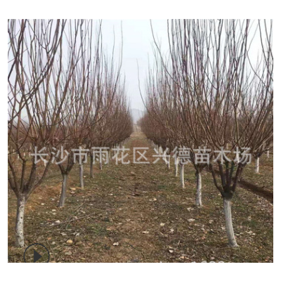 叢生紅葉李 高桿紫葉李基地3-5-8-12公分規(guī)格齊全 綠化苗木