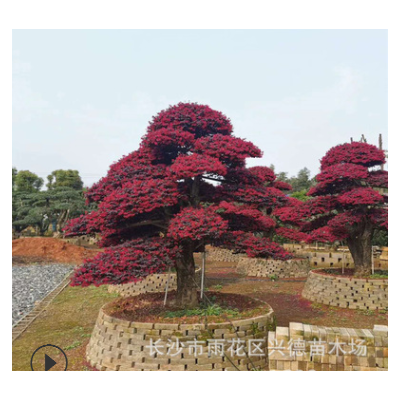 批發(fā)紅繼木 紅花檵木樁景 造型苗木 古樁形態(tài)優(yōu)美 規(guī)格齊全