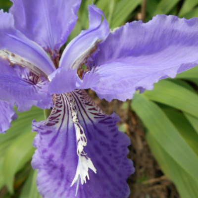 批發(fā)鳶尾花 湖南藍(lán)花鳶尾價格 水生植物 量大優(yōu)惠