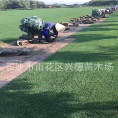 批發(fā)草坪 人工草皮 馬尼拉草皮 百慕大 蘭引三號草卷 園林綠化