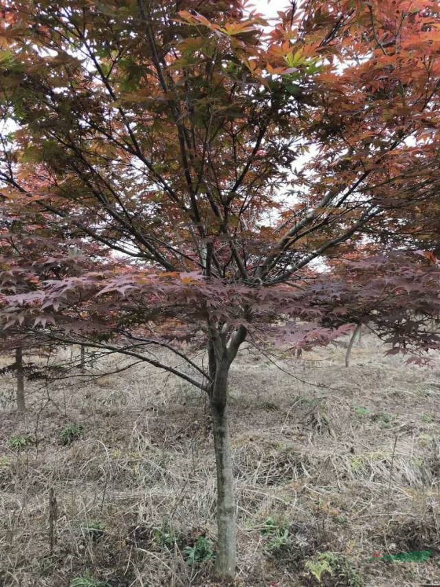 安徽大葉女貞，紫薇，紅葉李，紅葉石楠，桂花，廣玉蘭，香樟，烏