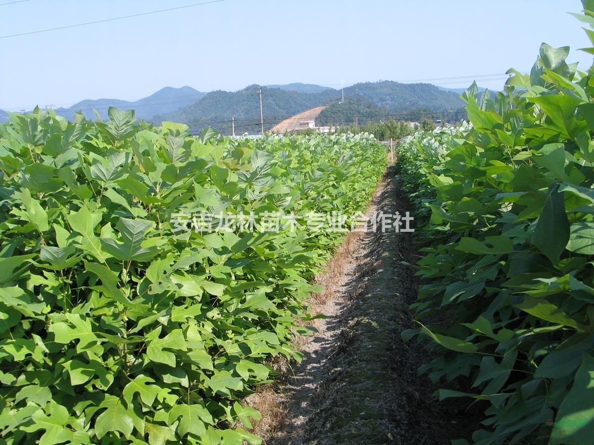 雜交馬褂木（雜交鵝掌楸）優(yōu)質(zhì)工程大苗培育基地，常年供應(yīng)各規(guī)格F1代雜交鵝掌楸優(yōu)質(zhì)大苗