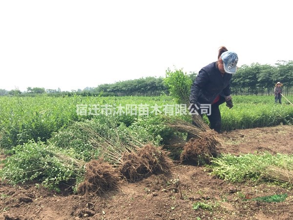 小葉女貞價(jià)格_小葉女貞產(chǎn)地_小葉女貞綠化苗木苗圃基地