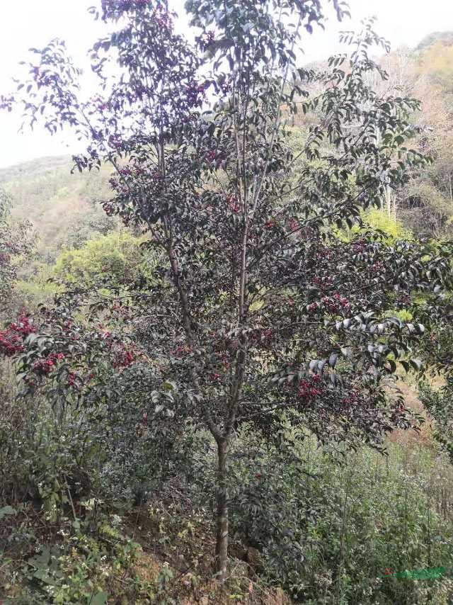 本苗圃常年供應野鴨春，大規(guī)格野鴨春