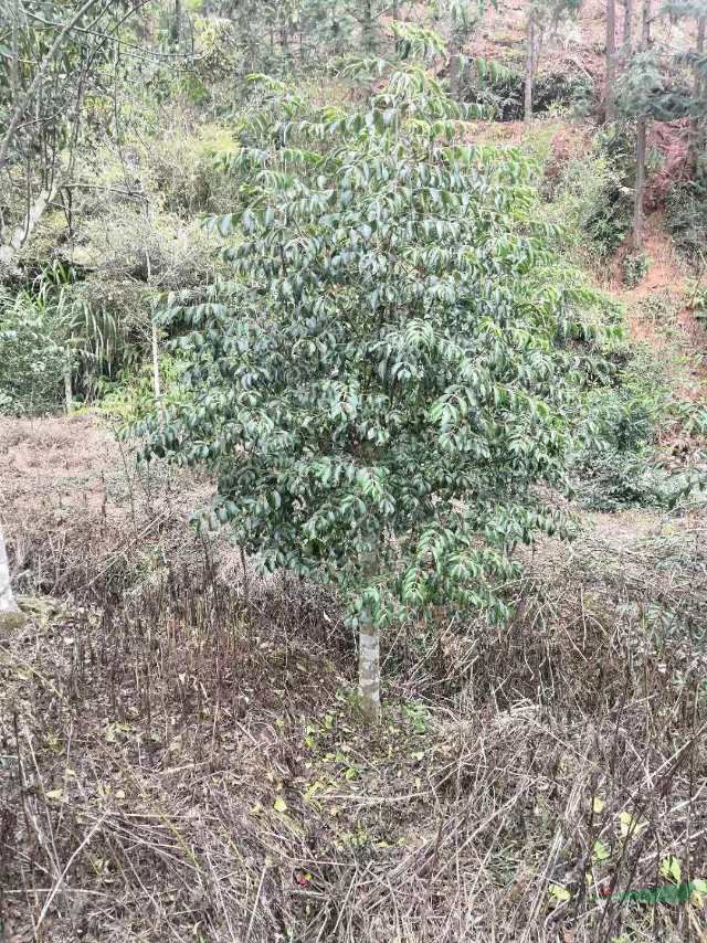 本苗圃常年供應野鴨春，大規(guī)格野鴨春