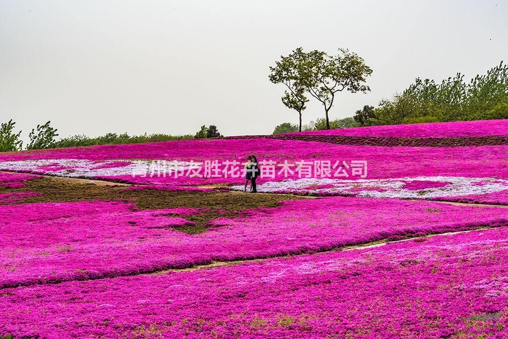 芝櫻