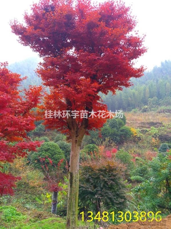 出售紅楓及紅楓古樁