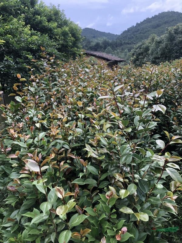 茶花　山茶花　茶花小苗　六角大紅 赤丹江西贛州苗木